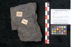 Foto (Objekt + Etikett) von Callipteris sp.  (NHMW-GEO-2024-0188-10910)